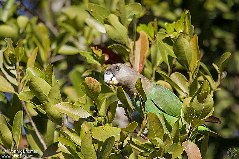 Brown-headed Parrotadult, identification, feeding habits