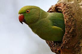 Rose-ringed Parakeet