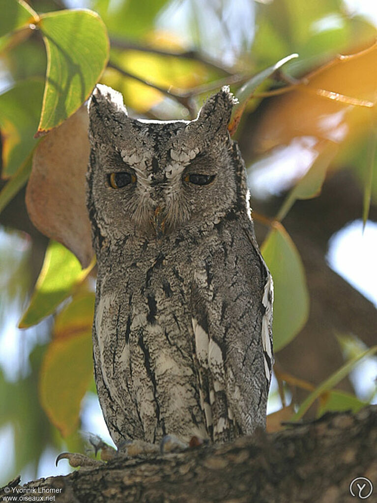 African Scops Owladult, identification