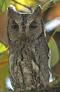 African Scops Owl