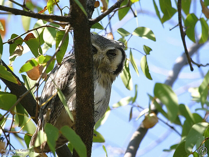 Southern White-faced Owladult, identification