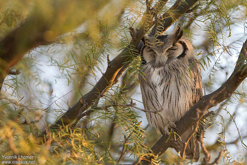 Southern White-faced Owladult, identification