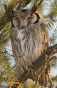 Southern White-faced Owl