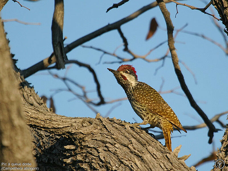 Golden-tailed Woodpecker female adult, identification