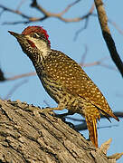 Golden-tailed Woodpecker