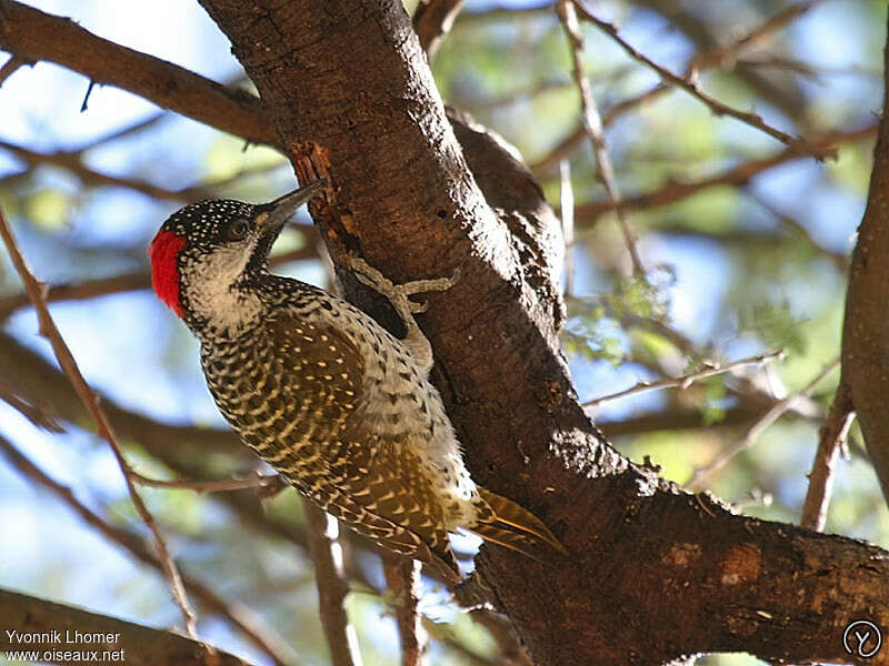 Golden-tailed Woodpecker female adult, identification