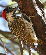 Golden-tailed Woodpecker