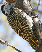 Cardinal Woodpecker