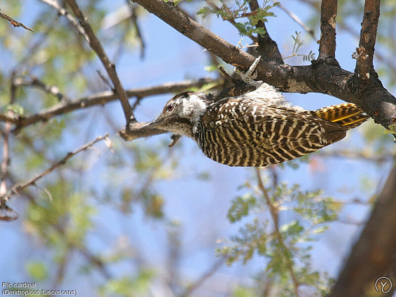 Cardinal Woodpecker female adult, identification