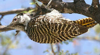 Cardinal Woodpecker