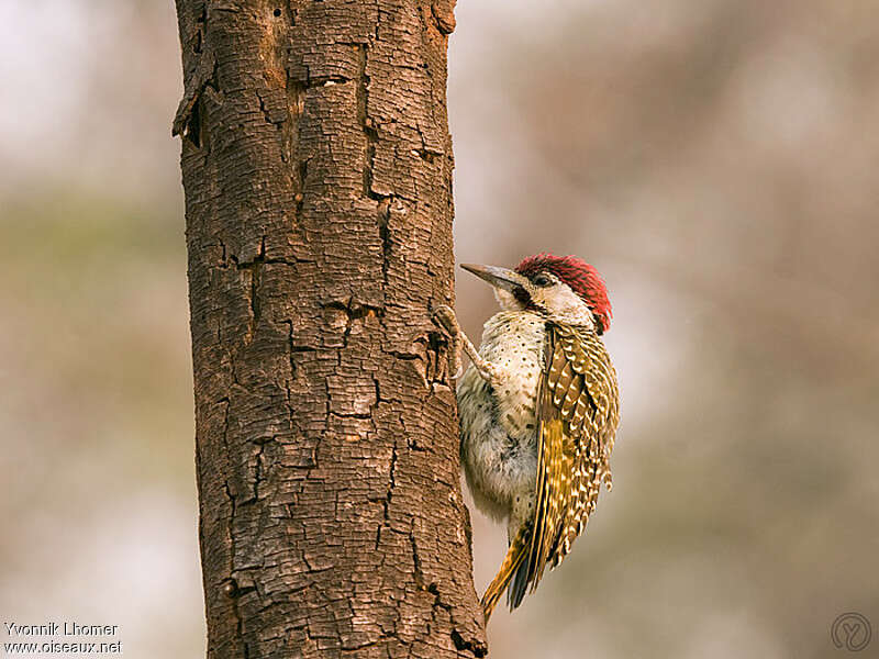 Bennett's Woodpecker male immature, identification