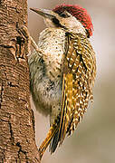 Bennett's Woodpecker