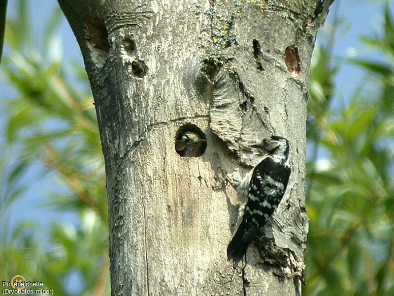 Lesser Spotted Woodpecker female adult, Reproduction-nesting, identification