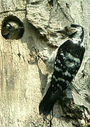 Lesser Spotted Woodpecker