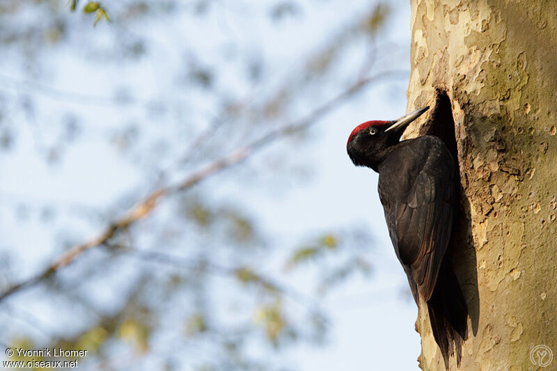 Black Woodpecker male adult, Behaviour, identification