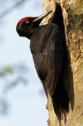 Black Woodpecker