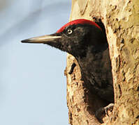 Black Woodpecker