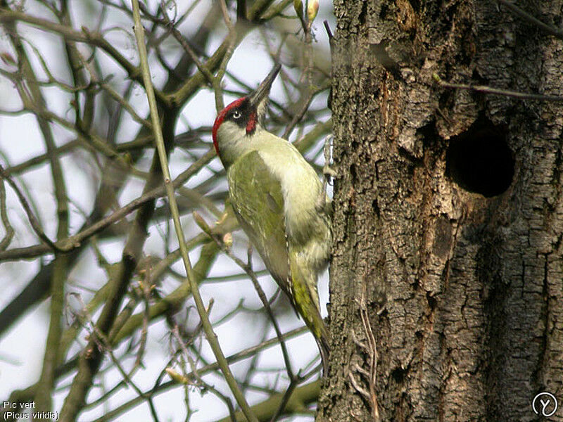 European Green Woodpecker male adult, identification