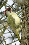 European Green Woodpecker