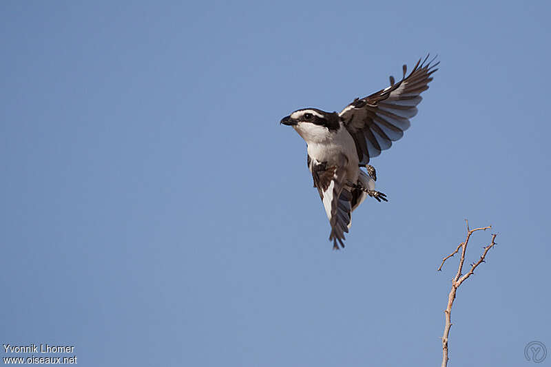 Southern Fiscaladult, Flight