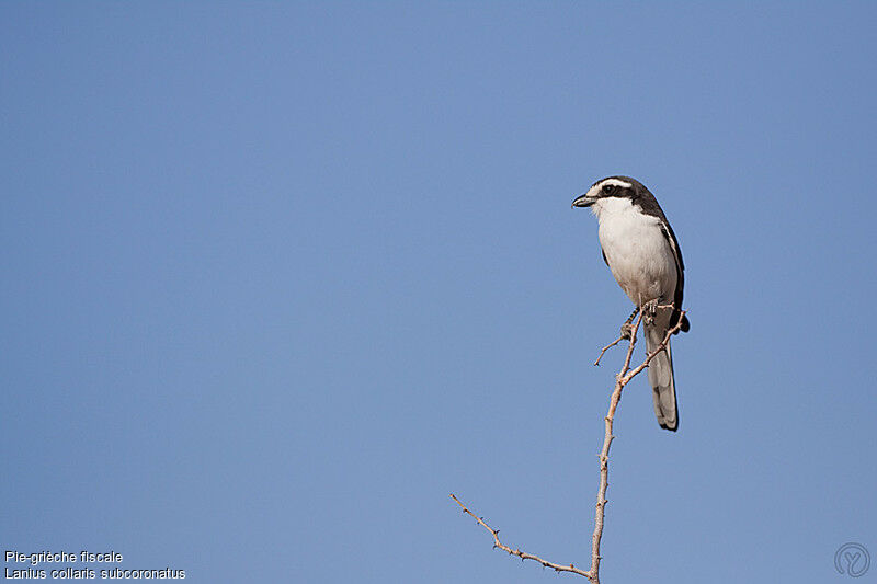 Southern Fiscaladult, identification