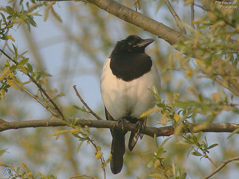 Eurasian Magpie