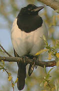 Eurasian Magpie