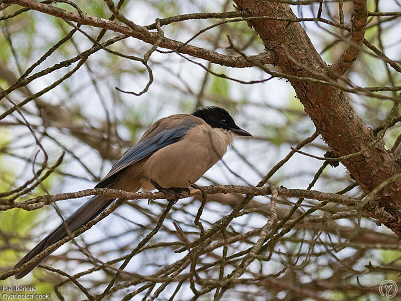 Iberian Magpieadult, identification