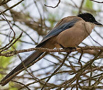 Iberian Magpie