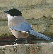 Iberian Magpie