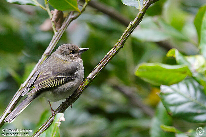Pinson des arbres femelle adulte, identification