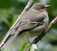 Common Chaffinch