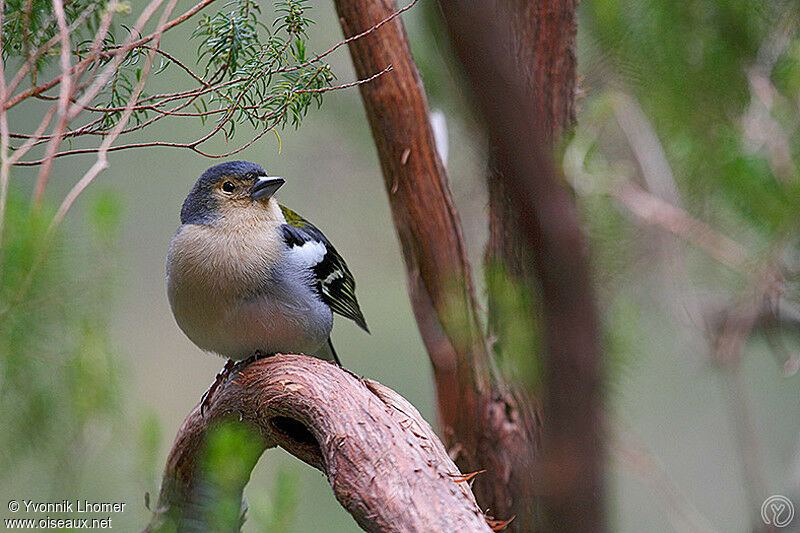 Eurasian Chaffinch male adult breeding, identification