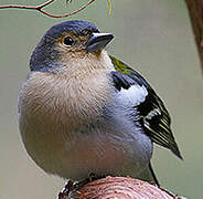 Eurasian Chaffinch