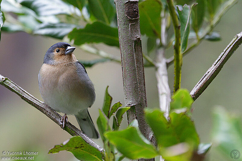 Common Chaffinch male adult breeding, identification