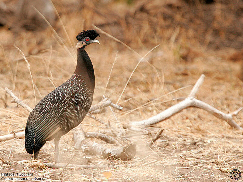 Southern Crested Guineafowladult, identification