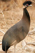 Southern Crested Guineafowl