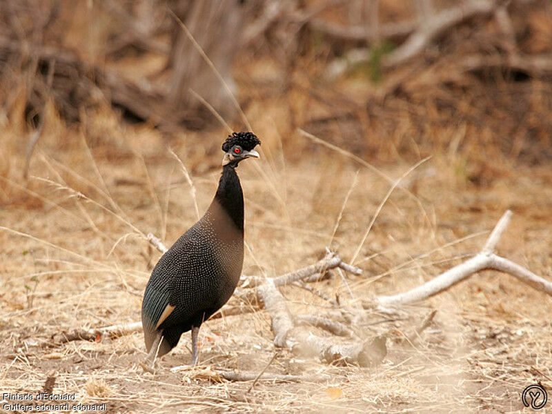 Southern Crested Guineafowladult, identification