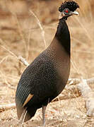 Southern Crested Guineafowl