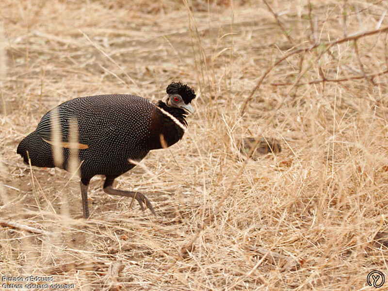 Southern Crested Guineafowladult, identification