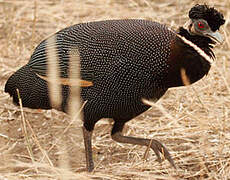 Southern Crested Guineafowl