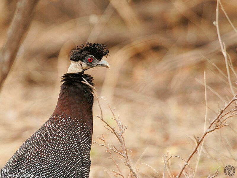 Southern Crested Guineafowladult, identification