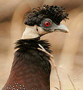 Southern Crested Guineafowl