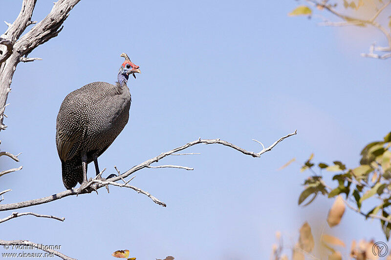 Helmeted Guineafowladult, Behaviour, identification