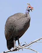 Helmeted Guineafowl