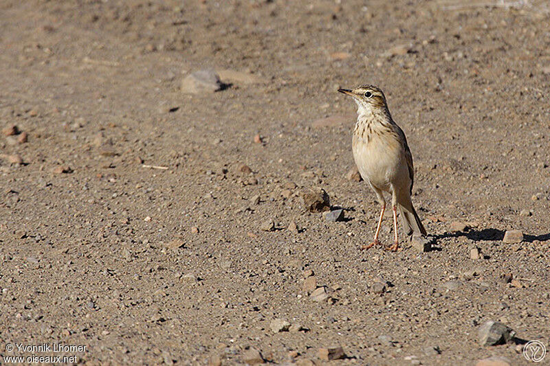 Pipit africainadulte, identification