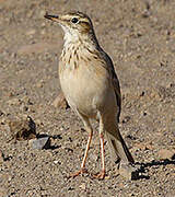 African Pipit