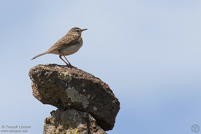 Pipit de Berthelotadulte, identification