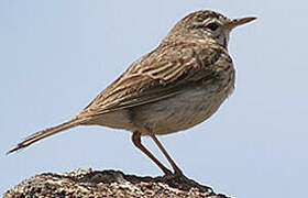 Berthelot's Pipit