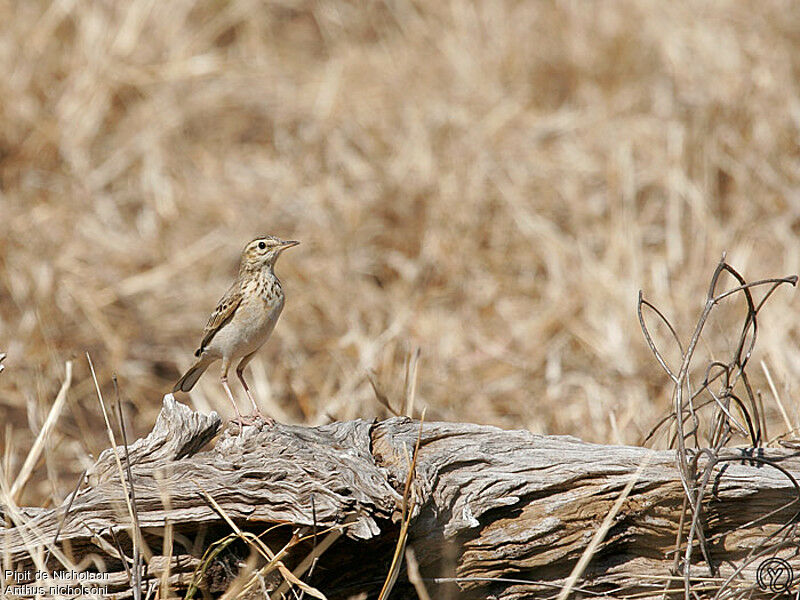 Nicholson's Pipitadult, identification